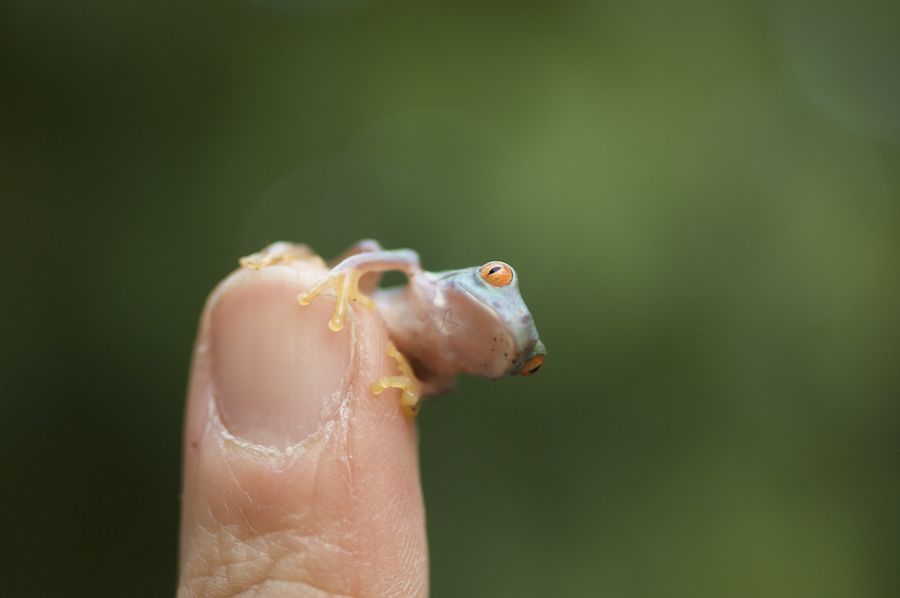 Tiny Frog