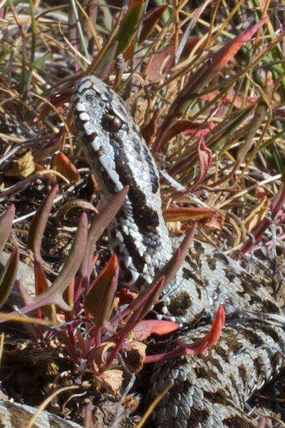 Iberian Viper