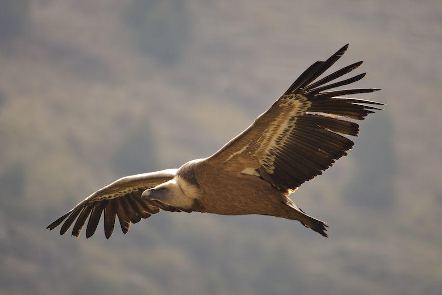 Griffon Vulture