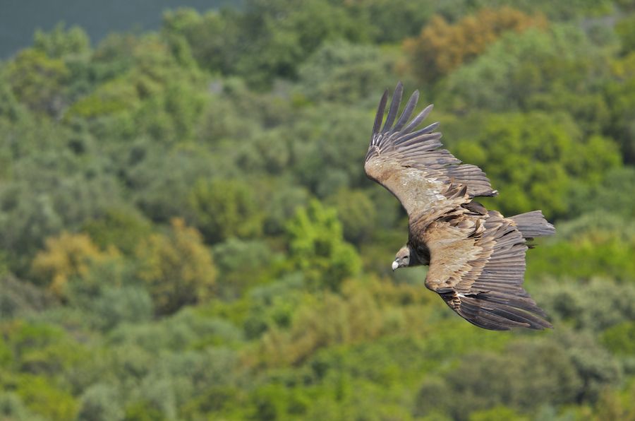Vulture from Above