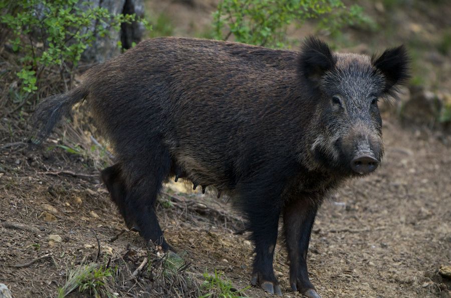 Wild Boar Sow