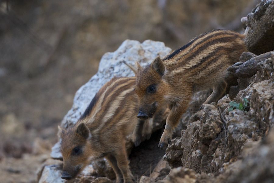 Running Piglets