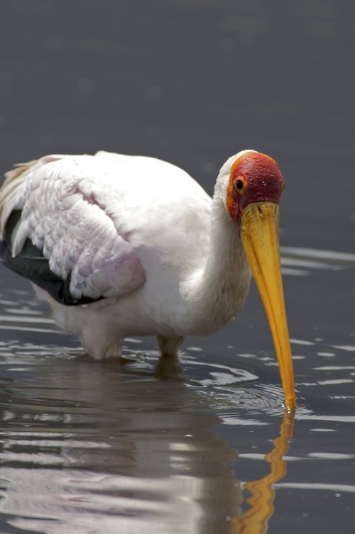 Yellow-billed Stork