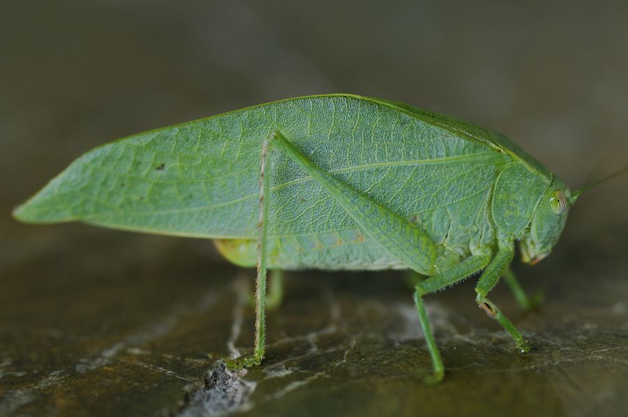 Katydid