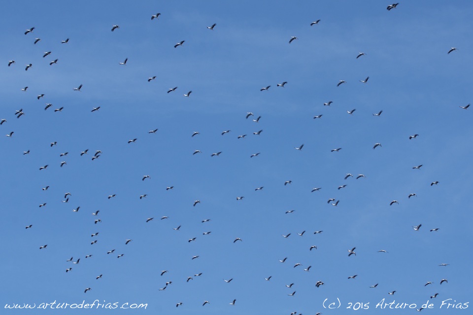 White Storks Migrating to Africa