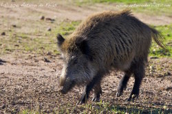 Wild Boar
