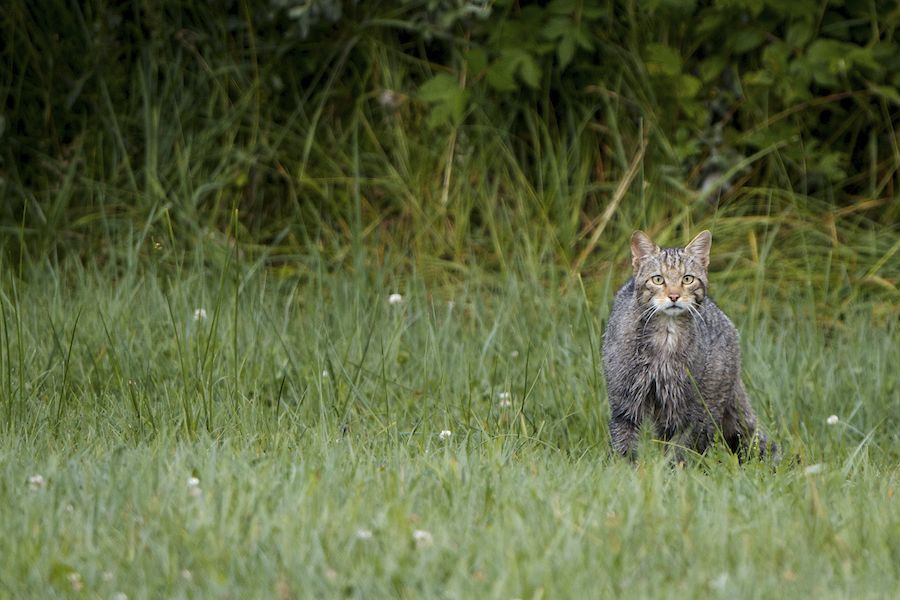 Wild Cat