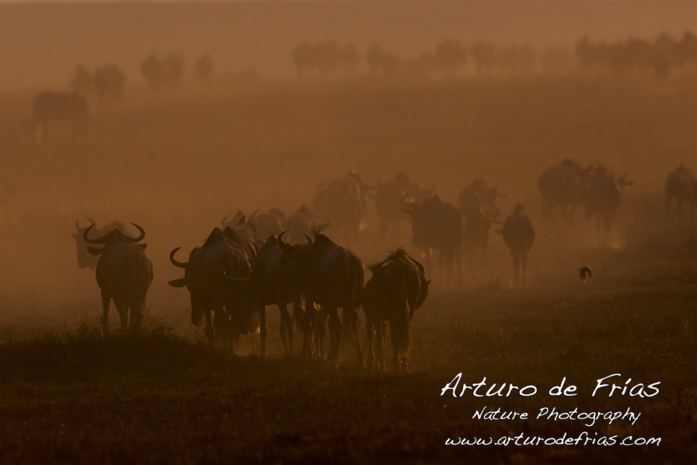 Wildebeest Herd