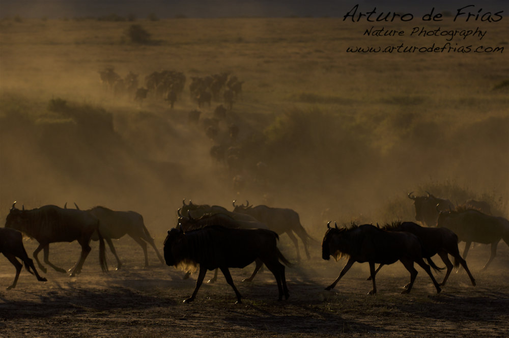 Crossing at dusk
