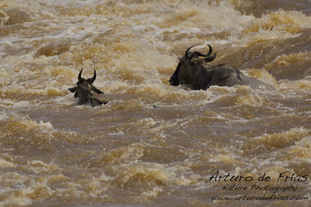 Mighty River II