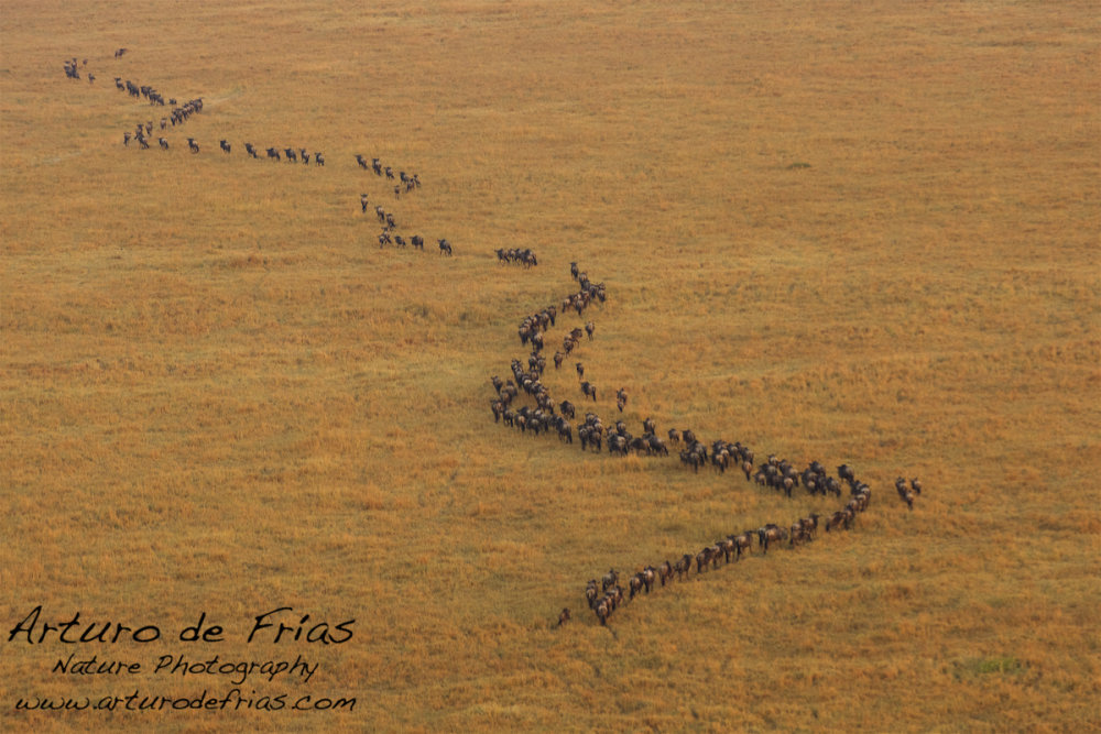 Herd from the air