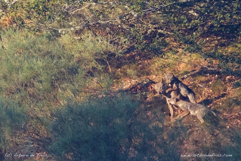 Alpha Female Feeding Her Pups (I)