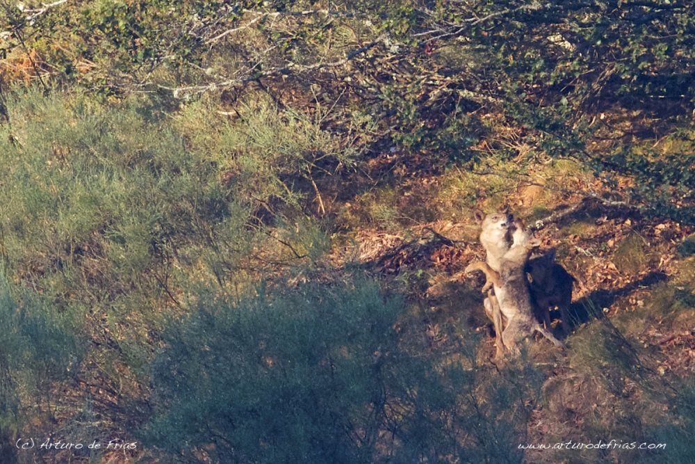 Alpha Female Feeding Her Pups (II)