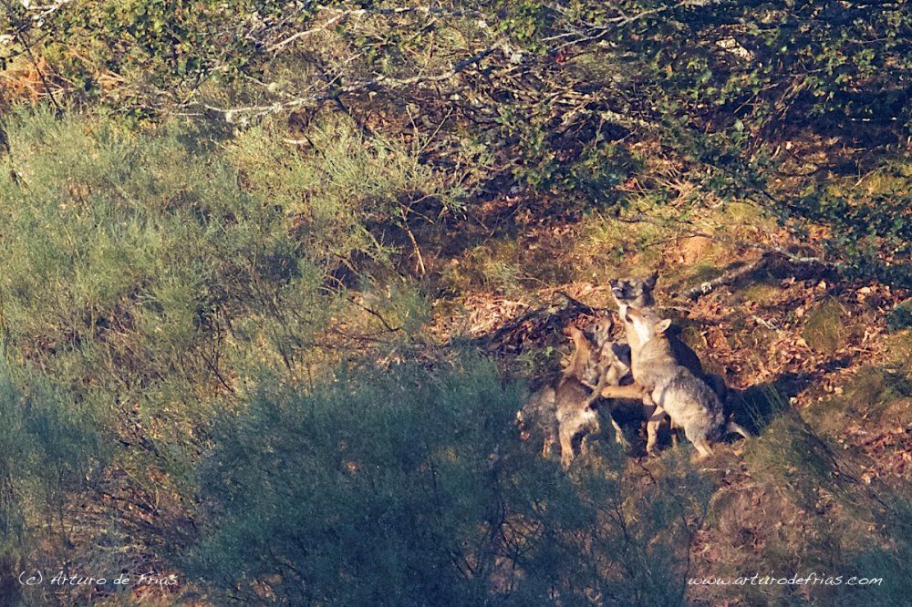 Alpha Female Feeding Her Pups (III)