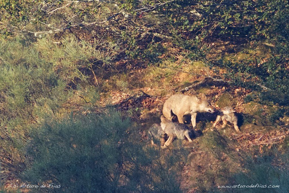 Alpha Female Feeding Her Pups (IV)