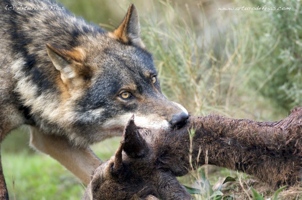 Wolf and deer