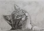 Cat Drawing on Drafting Film
