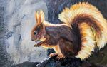 Red Squirrel