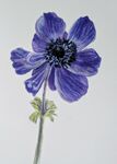 Flower in Watercolour