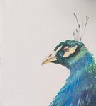 Peacock in Watercolour