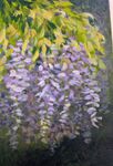 Wisteria Impression