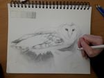 Barn Owl