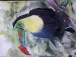 Toucan - Watercolour (I just cannot get this photo to turn right way up!)