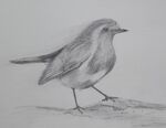 Robin Drawing
