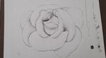 Abbey’s Rose