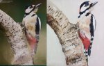 Woodpecker