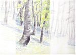 Bluebell Wood in Coloured Pencil Step by step project