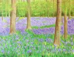 Bluebell Woods