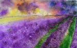 Lavender Fields