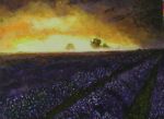 Lavender Fields