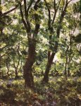 Dappled Wood