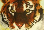 Holly's Tiger (Acrylic)