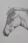 Horses Head Drawing