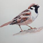Sparrow Bird