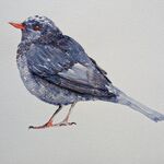 Blackbird Bird
