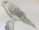 Falcon Drawing