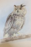 Coloured Pencil Owl