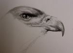 Bird of Prey