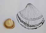 Seashells Drawing with ink