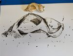 Seashell Drawings