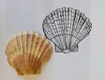 Seashell Drawings