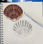 Seashell Drawings
