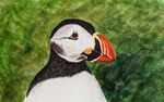 Puffin
