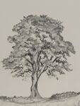 Sycamore Gap Tree Drawing