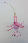 Fushia watercolour