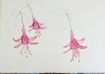 Fushia watercolour
